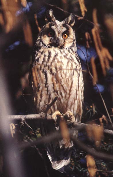 Hibou Moyen-Duc