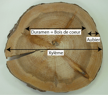 Xyleme