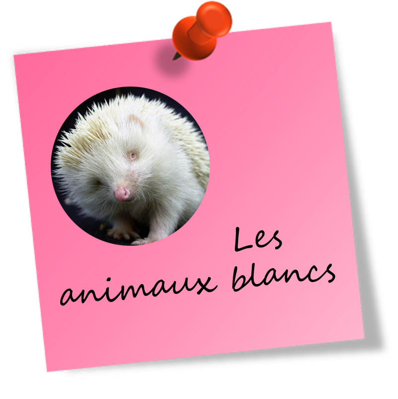 animauxblancs