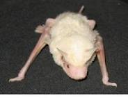 Chauve-souris