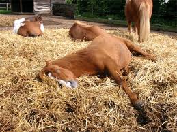cheval qui dort couché