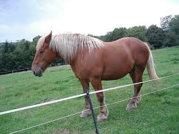 cheval qui dort debout