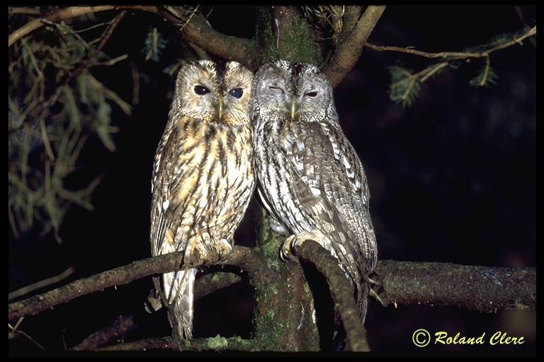 Chouettes hulottes