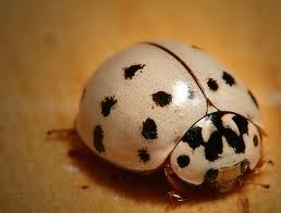 coccinelle