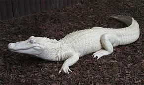 crocodile