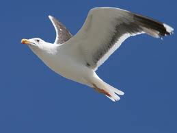 goeland