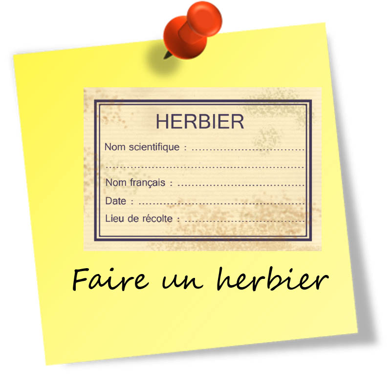 herbier