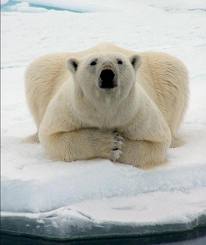 ours blanc