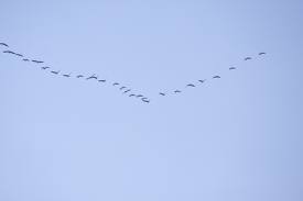 vol d'oies sauvages