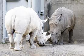 Rhinocéros