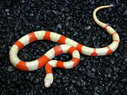 serpent