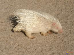 porc-épic