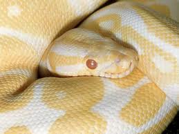 serpent