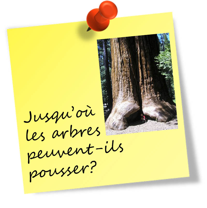 jusquoulesarbrespeuventilspousser