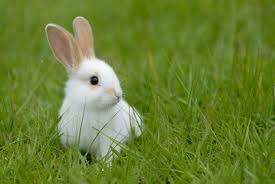 Lapin