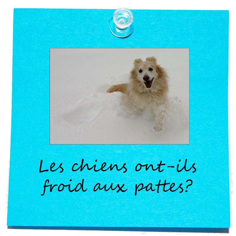 leschiensontilfroidauxpattes
