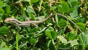 lézard des murailles