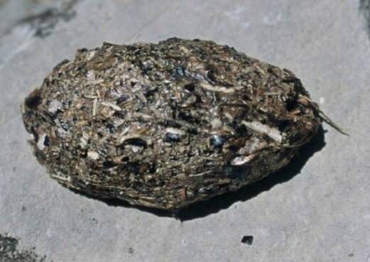 Pelote