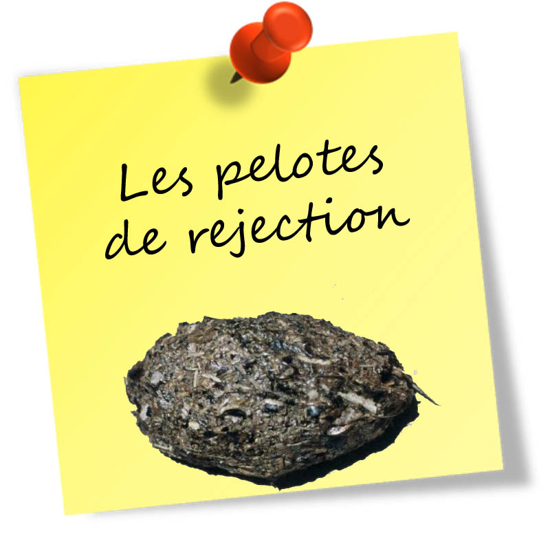pelotesderejection