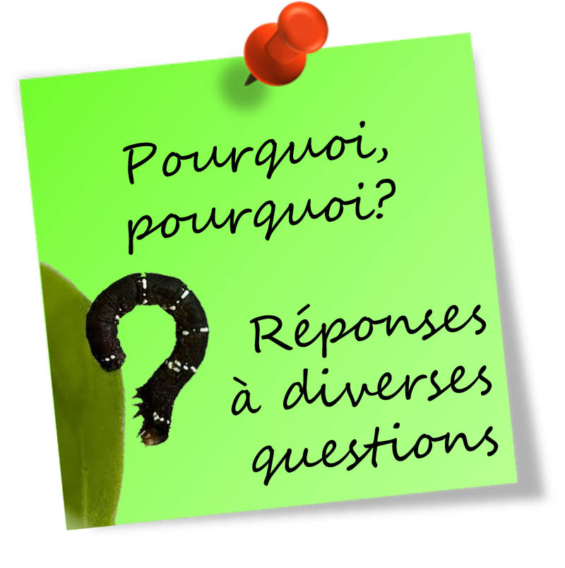 pourquoipourquoi