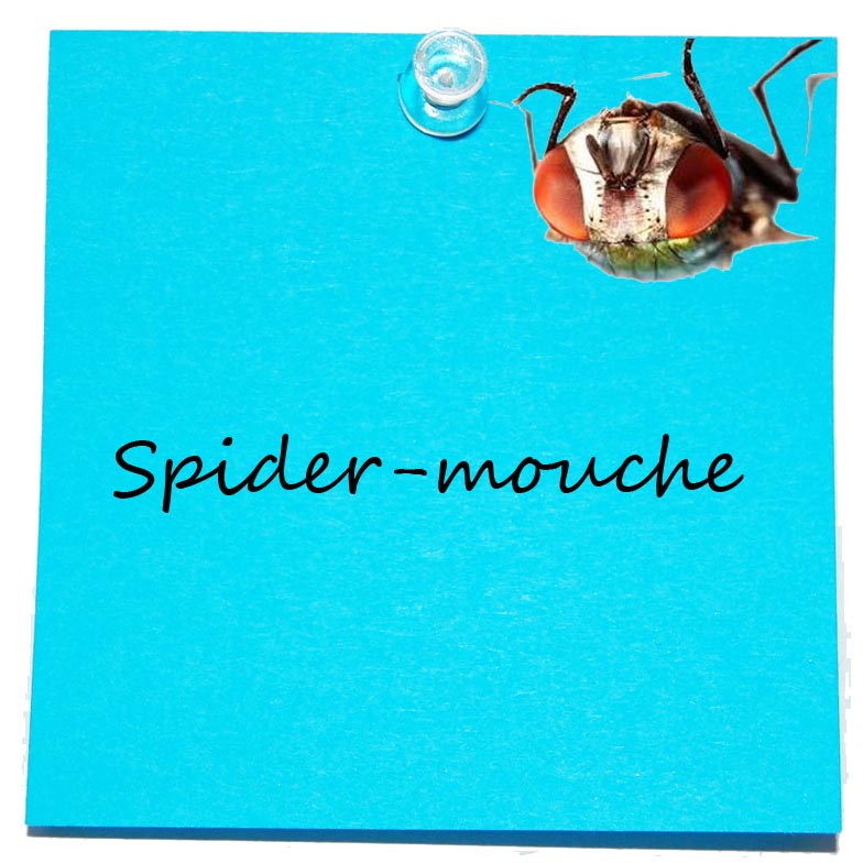 spidermouche