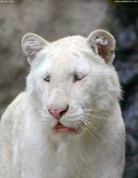 tigre albinos