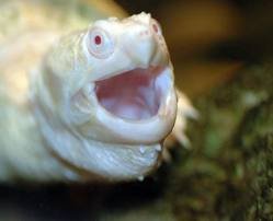tortue